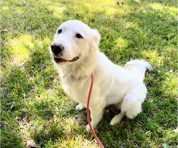 Medium Photo #5 Great Pyrenees Puppy For Sale in Spring, TX, USA