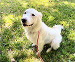 Small #4 Great Pyrenees