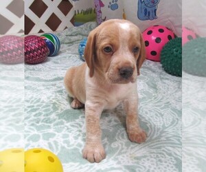 Beagle Puppy for sale in RATTAN, OK, USA