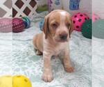 Small Beagle