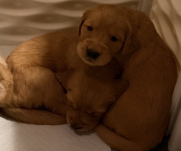 Medium Photo #14 Golden Retriever Puppy For Sale in SACRAMENTO, CA, USA