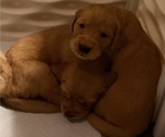 Small #13 Golden Retriever