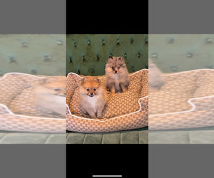 Pomeranian Puppy for sale in CHINO HILLS, CA, USA