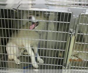 Siberian Husky Dogs for adoption in Oklahoma City, OK, USA