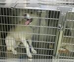 Small Siberian Husky