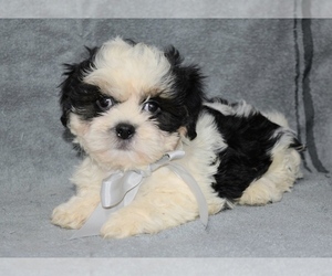 Zuchon Puppy for sale in COSHOCTON, OH, USA