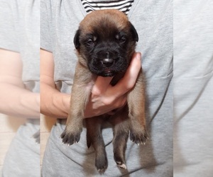 Mastiff Puppy for sale in LE ROY, MI, USA
