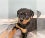 Small Photo #46 Rottweiler Puppy For Sale in OAK GLEN, CA, USA