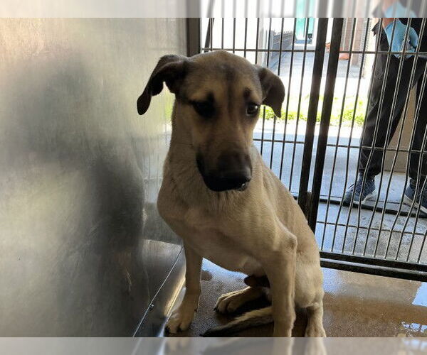 Medium Photo #2 German Shepherd Dog-Great Dane Mix Puppy For Sale in San Bernardino, CA, USA