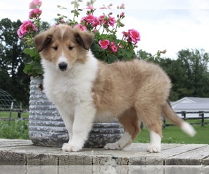 Collie Puppy for sale in FREDERICKSBURG, OH, USA