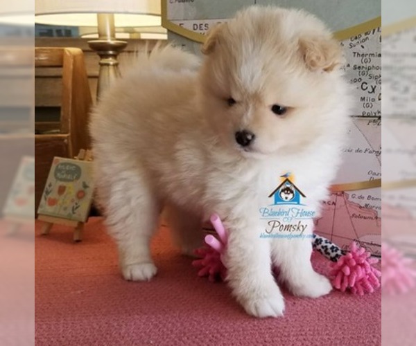 Medium Photo #30 Pomsky Puppy For Sale in RAMSEY, MN, USA