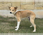 Small #4 Spaniel Mix