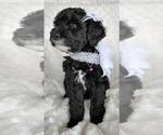Small Photo #14 Sheepadoodle Puppy For Sale in RIALTO, CA, USA