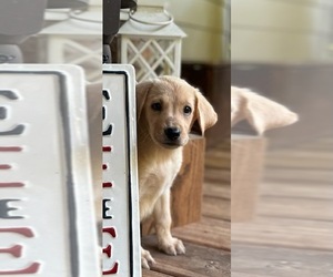 Labrador Retriever Puppy for Sale in HOMER, Georgia USA