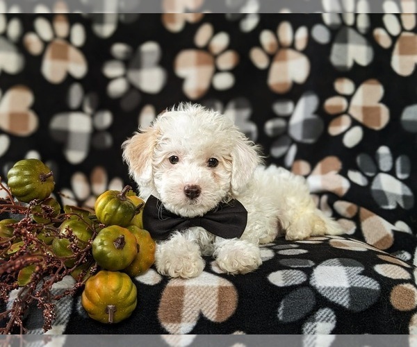 Medium Photo #6 Bichpoo Puppy For Sale in LINCOLN UNIVERSITY, PA, USA