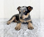 Small #5 Australian Cattle Dog