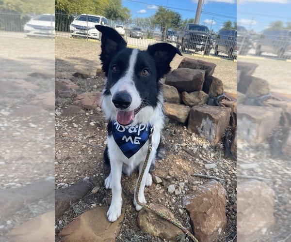 Medium Photo #2 Border Collie Puppy For Sale in SCHERTZ, TX, USA