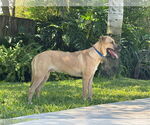 Small #2 German Shepherd Dog Mix