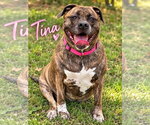 Tina - Female Mastiff-Unknown Mix Dog for Adoption - Small photo
