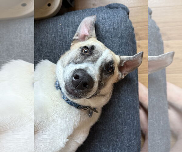 Medium Photo #5 Mutt Puppy For Sale in Minneapolis, MN, USA