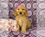 Small #1 Goldendoodle