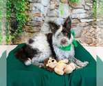Small #5 Border Collie Mix
