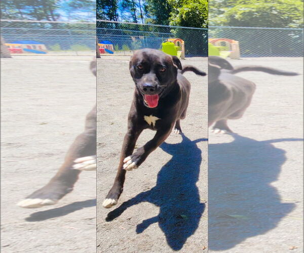 Medium Photo #2 Mutt Puppy For Sale in Myrtle Beach, SC, USA
