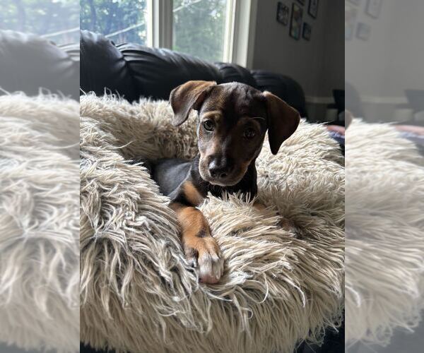 Medium Photo #2 Labbe Puppy For Sale in Brewster, NY, USA