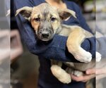 Small #17 Australian Kelpie Mix