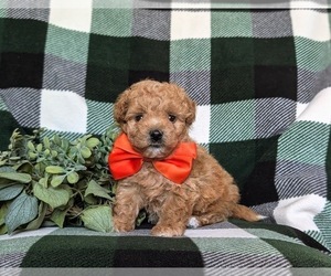 Maltipoo Puppy for sale in OXFORD, PA, USA