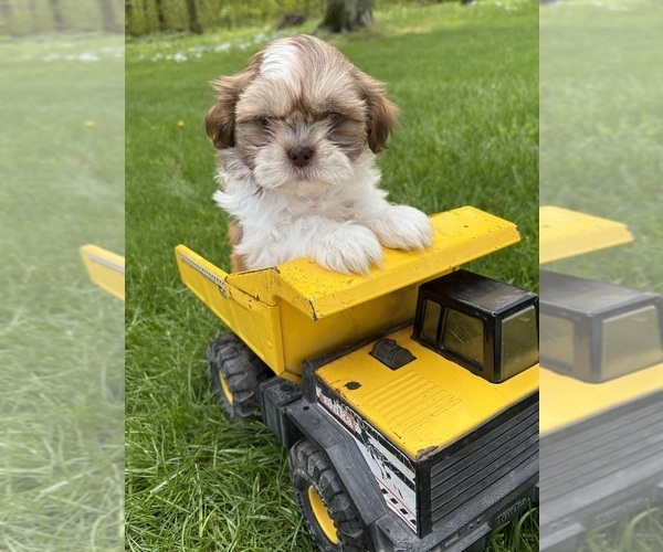 Medium Photo #3 Shih Tzu Puppy For Sale in MIDDLEBURY, IN, USA
