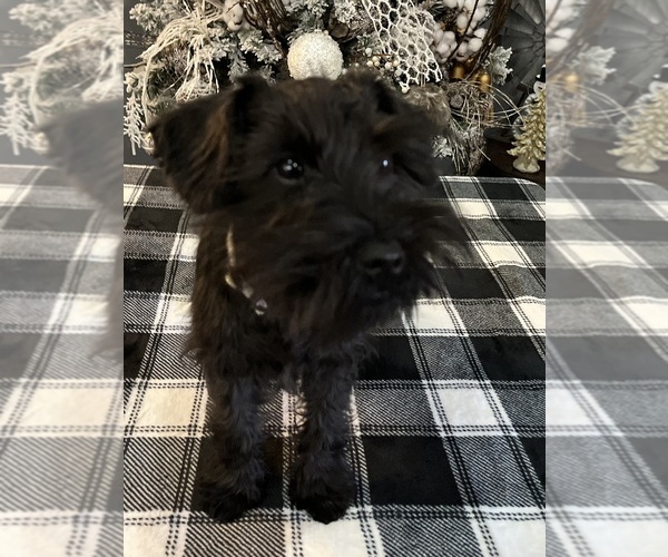 Medium Photo #7 Schnauzer (Miniature) Puppy For Sale in SOMERVILLE, AL, USA