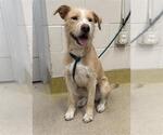 Small Mutt