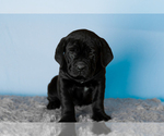 Small Photo #32 Cane Corso Puppy For Sale in BOURBON, IN, USA