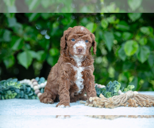 Medium Photo #9 Poodle (Miniature) Puppy For Sale in WOLCOTTVILLE, IN, USA