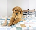 Small #3 Golden Retriever