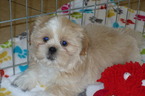 Small Photo #1 Shih Tzu Puppy For Sale in TUCSON, AZ, USA
