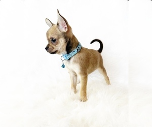 Chihuahua Puppy for sale in SACRAMENTO, CA, USA