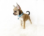 Image preview for Ad Listing. Nickname: Koda