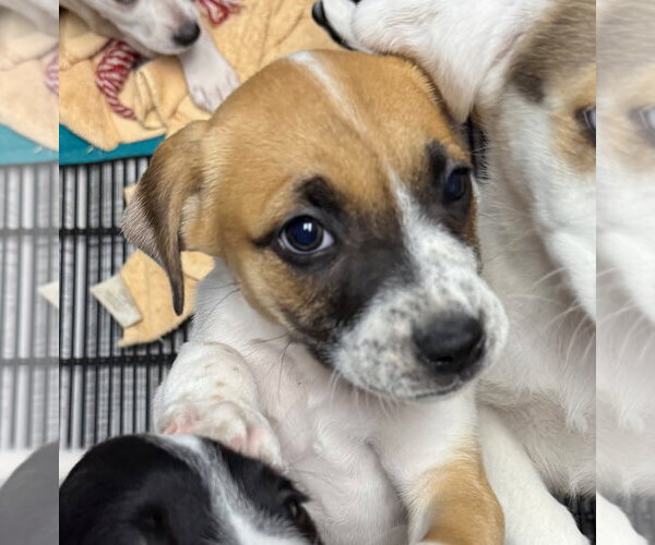 Medium Photo #4 Anatolian Shepherd Puppy For Sale in Gilberts, IL, USA