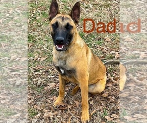 Father of the Malinois puppies born on 01/12/2024