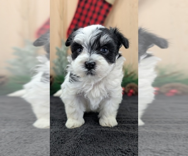 Medium Photo #6 Havanese Puppy For Sale in GOSHEN, IN, USA