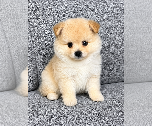Medium Photo #1 Pomeranian Puppy For Sale in FAIR HAVEN, MI, USA