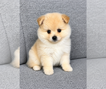 Small Pomeranian