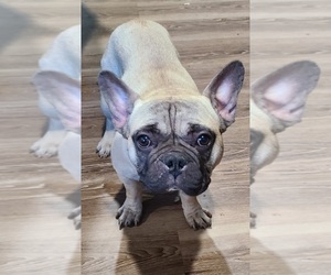 Medium French Bulldog