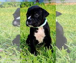 Puppy Teal Girl Boxer