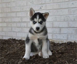 Siberian Husky Puppy for sale in BELLEFONTE, PA, USA