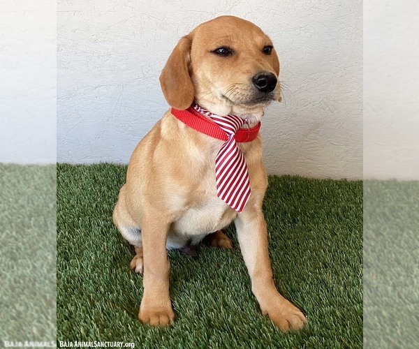 Medium Photo #4 Labbe Puppy For Sale in San Diego, CA, USA