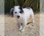 Small #9 Mutt