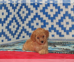 Maltipoo Puppy for sale in MILAN, MO, USA